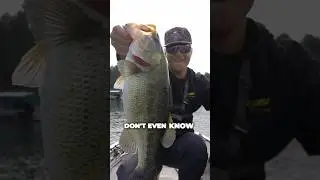 Do Largemouth Bass TASTE GOOD?!  #fishing