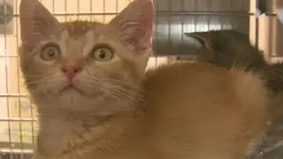 Dogs and cats approved to stay in jail with Travis County inmates