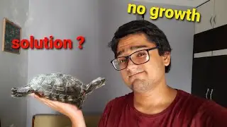 What caused my turtle to stop growing | Red eared slider | hasper hycks