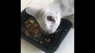 #shorts 87~hungry white cat eating food by meow diary