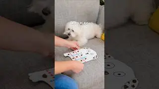 DIY Cute Game to Play with Your Dog 🐶  #shorts #game #diycrafts