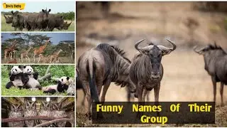 Funny Names Of Their Group #shorts #owl #giraffe #wildbeest #rinos #brosfacts