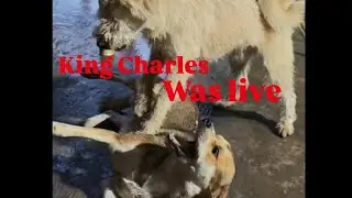 King Charles alpha dog was live - 01 || How to raise rescued dogs like alpha dog king charles