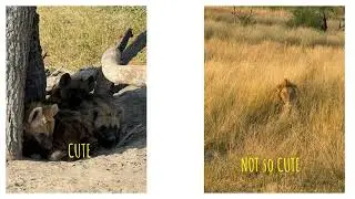 African Horseback Safari  - Macatoo Camp September 2025 - Part 2