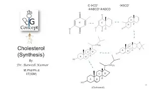 Cholesterol Synthesis@thebigconceptpgtopics6291