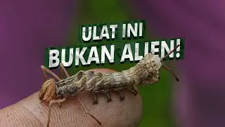 Ulat Bekaki Dengan Wujud Seperti Alien | Lobster Moth, Ngengat Lobster