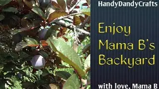 Enjoy Mama B's Backyard