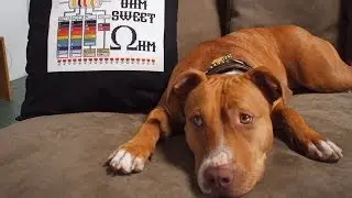 Promotional Financing for Advance Pet Products on Amazon.com