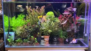 2026.01.08 無黑土魚缸，也能養紅水草