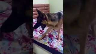Max and Papa ki ladai 🤣💪 #gsds #max #dishumaxpapa #germanshepherd #fight #papa #masti #pets #dishu