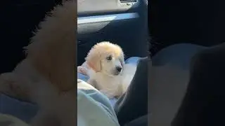 Am I the not cutest? yea I am, thank You Jesus. #goldenretreiver #cutepuppy #cute