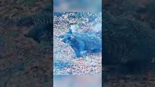 Нет времени бежать &mdash; идеальный выстрел в голову, кабан повален #cinghiale #hunting #animals #nature