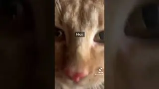 #домашнітварини #cutecatandpuppyworld #catlover #cutekittten #funny #kittten #cute