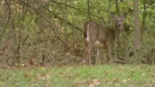 Sen. Udall discusses Wildlife Corridors Act
