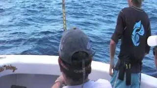 800 Pound Black Marlin almost jumps in the boat