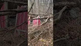 Uh Oh Who Put That Tree There