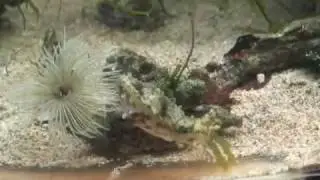 Crazy Cuttlefish Color Change | California Academy of Sciences