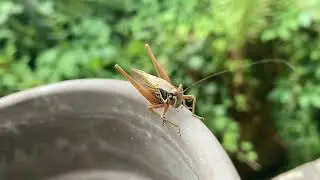 Roesels Bei&szlig;schrecke (Roeseliana roeselii)