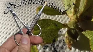 Naturalisation d'un Phyllium phylippinicum