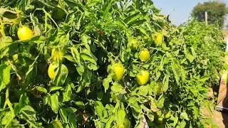 Fitsol solanaceae grade use in Tomato crop 🍅