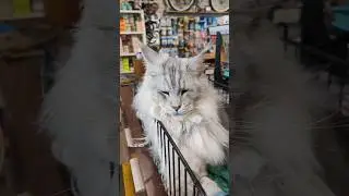 Saw this crazy handsome kitty, OMG! I WANT ONE!!! ❤️❤️❤️