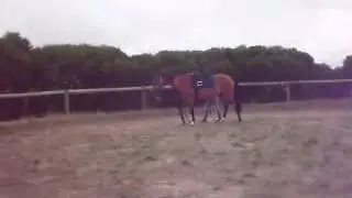 Horse skills, tricks and groundwork tips!