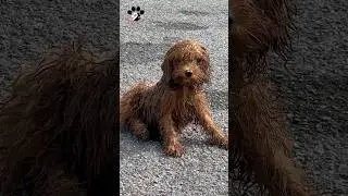 Journey to rescue a small dog abandoned on the roadside 🐾💙