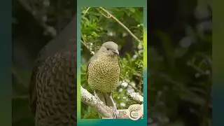 Blue-Eyed Beauty: Satin Bowerbird on Show - Yuin Country