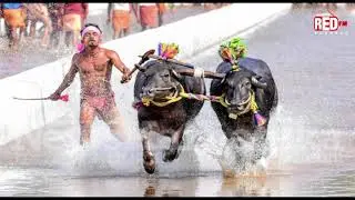 Kambala | Traditional Sports Karnataka