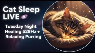 Cat Sleep LIVE 🌌 | Tuesday Night Healing 528Hz + Relaxing Purring #funny&nbsp;#kitten&nbsp;#o