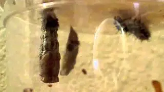 Painted Lady Caterpillar Forming Chrysalis