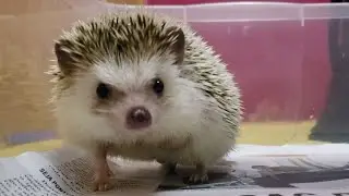 Amansando um HedgeHog  (ouri&ccedil;o pigmeu africano)