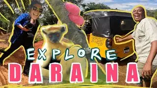 MADAGASCAR | Daraina Golden-Crowned Sifakas and more&hellip;