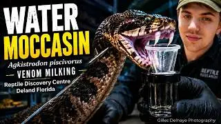 Venom Extraction Cottonmouth or Water Moccasin Snake : Reptile Discovery Centre / De Land (Florida)