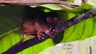 Endangered Tarsier footage from Bohol Philippines #animals #tarsier #bohol #philippines