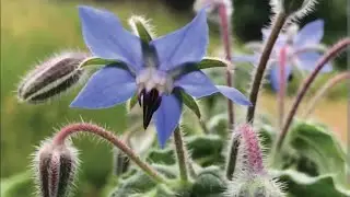 Let's talk Herbs! #herbs 