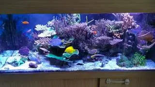 5 foot reef. Sps dominant.