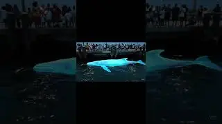 Rare Glowing Creature Spotted