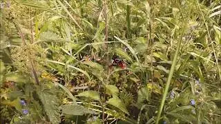 Scarlet Tiger Moths