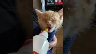 backyard kitten eye treatment update 😺 #shorts