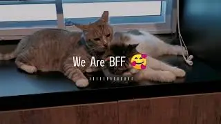 Cute Cats Grooming | First Time Cat Owner Guide