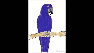 L'ara bleu &agrave; la tablette repaper