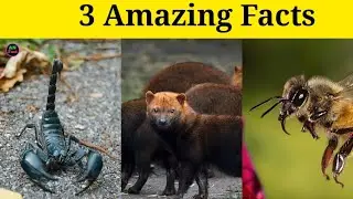3 Amazing Facts || random facts || 5 top facts #top10#shorts #youtudeshort #facttechz #anfact #viral