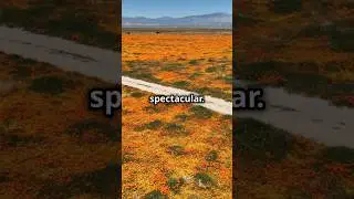 The Secret Behind Overnight Desert Flowering! #superbloom