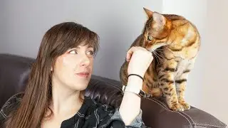 Live Cat Behavior VET ADVICE Q&A