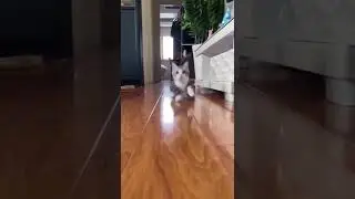 running cats funny cats videos #shorts