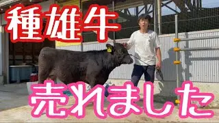 【和牛のエリート】種雄牛候補が売れました