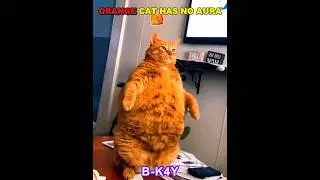 У оранжевого кота нет ауры🐱💀#shorts #viral #cat #orangecat #trollface #aura #phonk #edit #trandin...