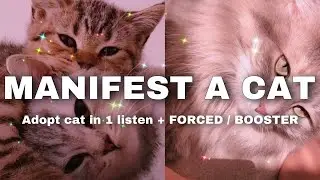 MANIFEST A CAT / KITTEN | subliminal - ⚠️FORCED⚠️ BENEFITS + In ONE listen