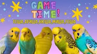 Они играют так мило,что сердце тает...#милота#попугай#красавчик#cute#funny#pets#birds#video #vlog 
